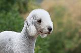 BEDLINGTON TERRIER 003